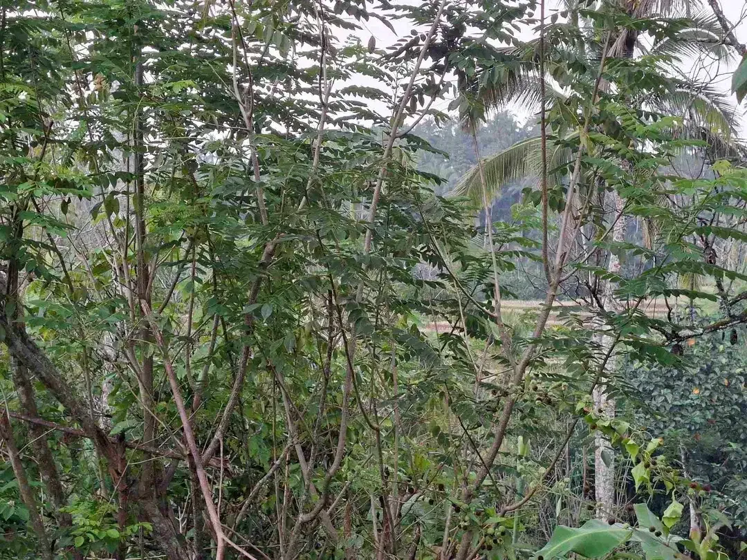 dijual tanah kebun dengan view sawah dan los sungai kecil yang sangat indah dan strategis di ketinggian 600mdpl - Image 6 of 10