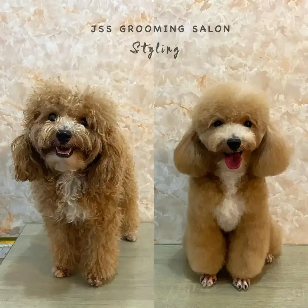 Grooming anjing denpasar selatan - Image 5 of 5