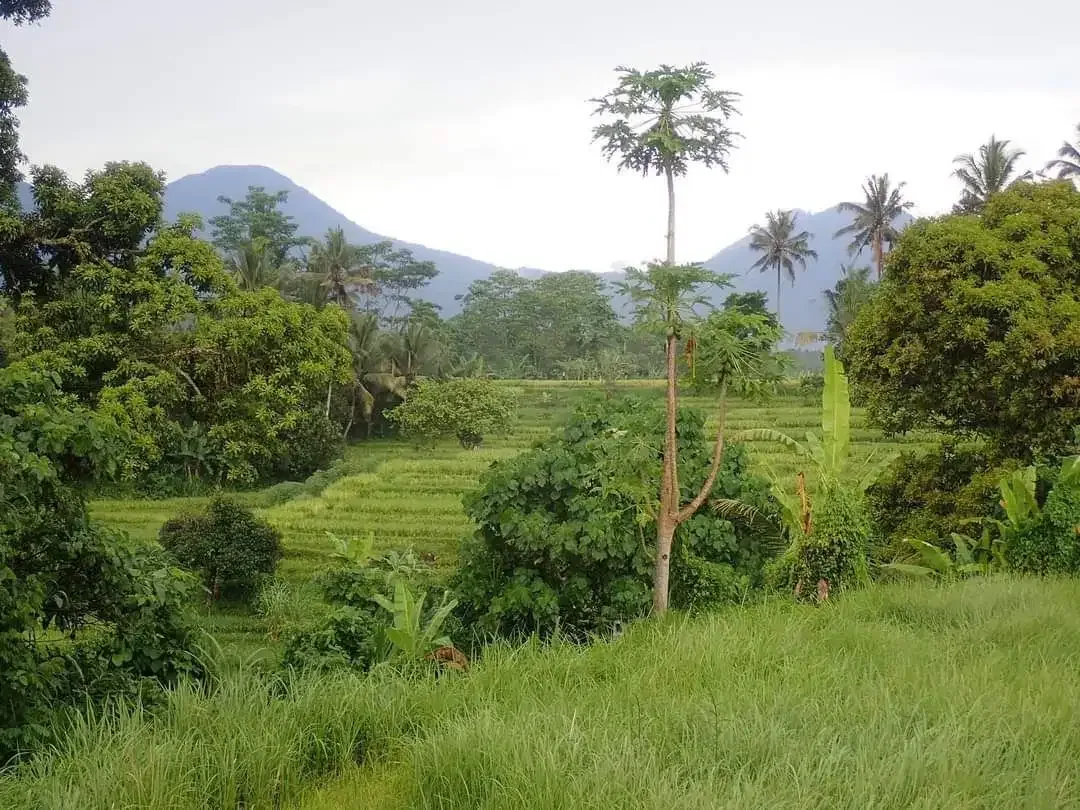 BUC TANAH VIEW GUNUNG, SAWAH DAN SUNGAI TABANAN - Image 1 of 10