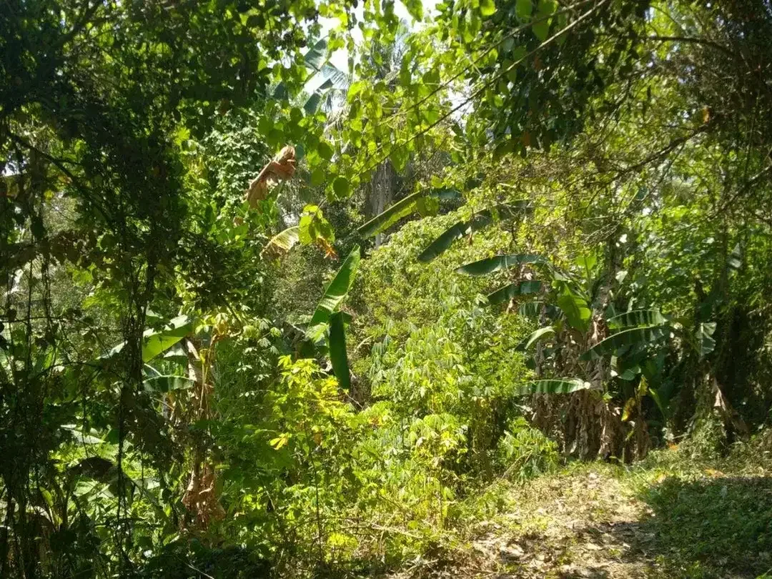 Freehold - 1.500 sqm Riverfront land for sale in south Ubud - Image 8 of 10