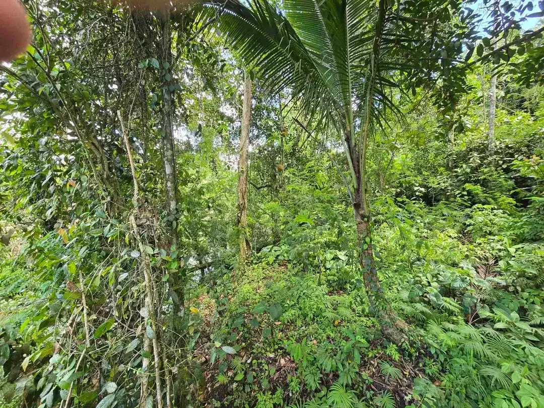 dijual tanah kecil los sungai air jernih bebatuan di penebel tabanan bali - Image 9 of 10