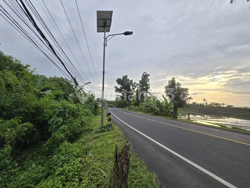 Dijua Tanah.murah View Sawah.akses Jalan Propinsi di Bali - Image 3 of 4