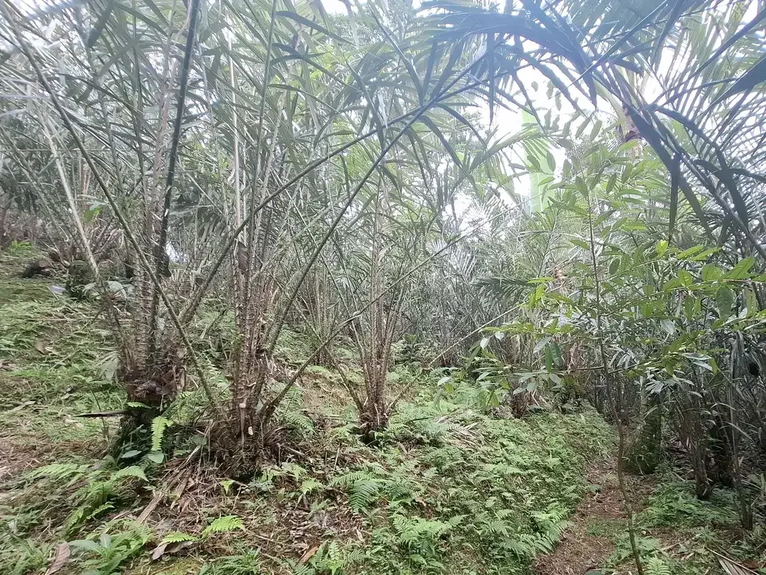 Dijual tanah kebun salak di selemadeg tabanan bali - Image 7 of 8