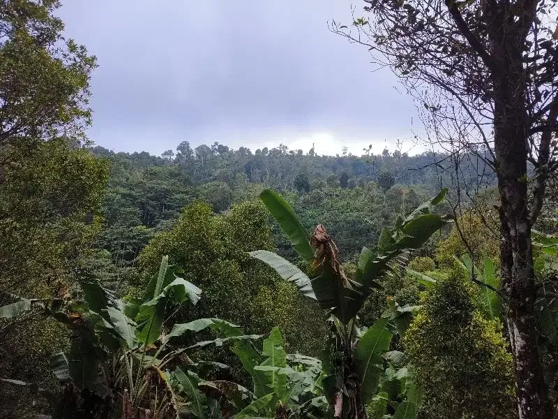 Dijual tanah murah los sungai dan view lembah dan bukit di bali - Image 9 of 10