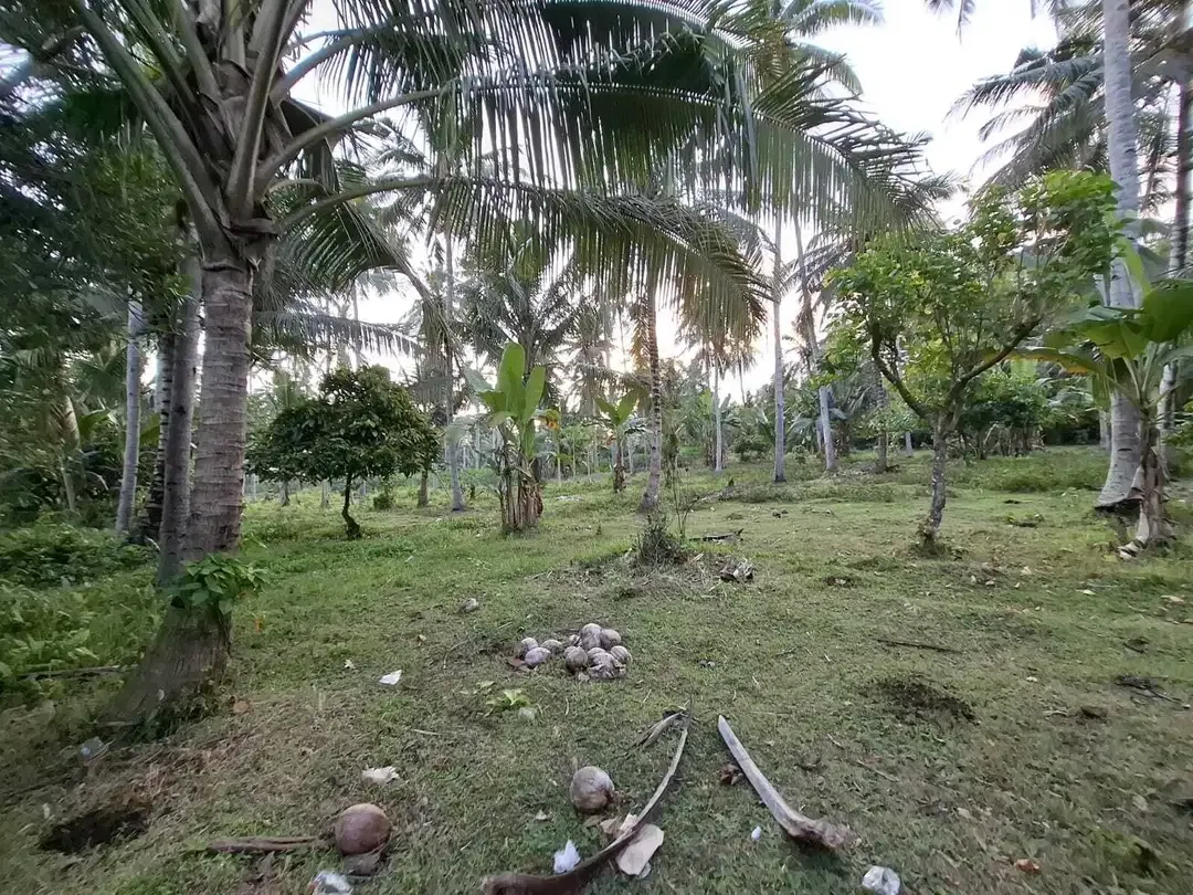 Dijual tanah kebun kelapa view sawah akses jalan propinsi di bali - Image 8 of 10