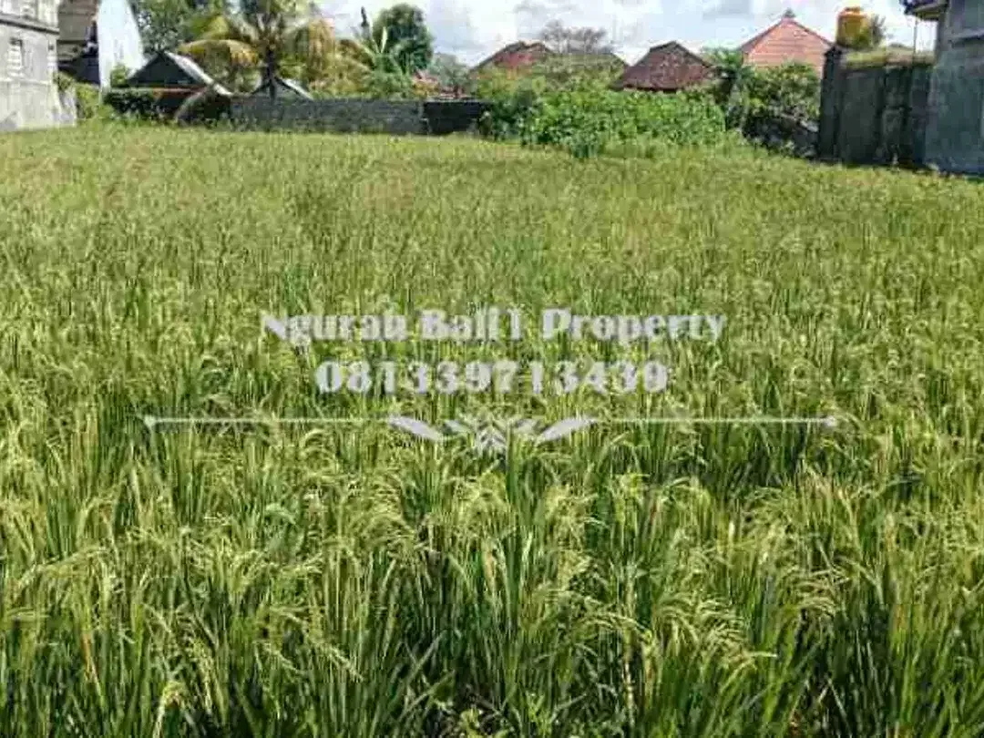 Tanah Dijual Murah Luas 9 Are Lokasi Singapadu Kaler Ubud - Image 3 of 4