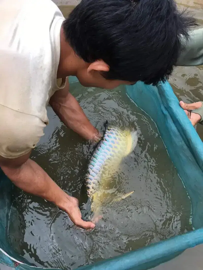 Arwana/ Arowana Crossback Blue Base 50CM (INDUKAN) - Image 3 of 7