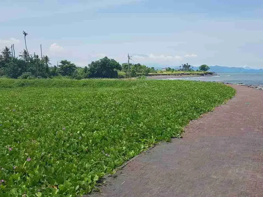 Tanah Murah Los Pantai Ketewel 1975m2 SHM - Image 2 of 10