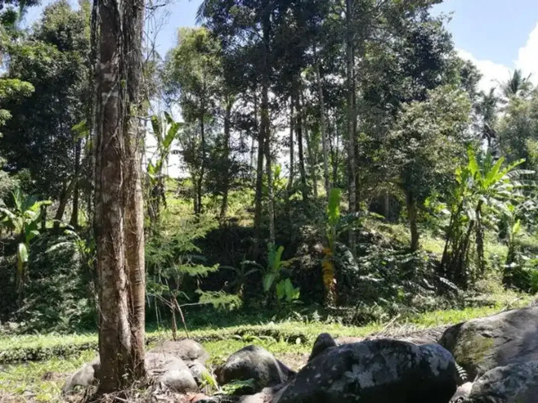 TANAH COCOK UNTUK RESORT DI WANAGIRI TABANAN - Image 4 of 10