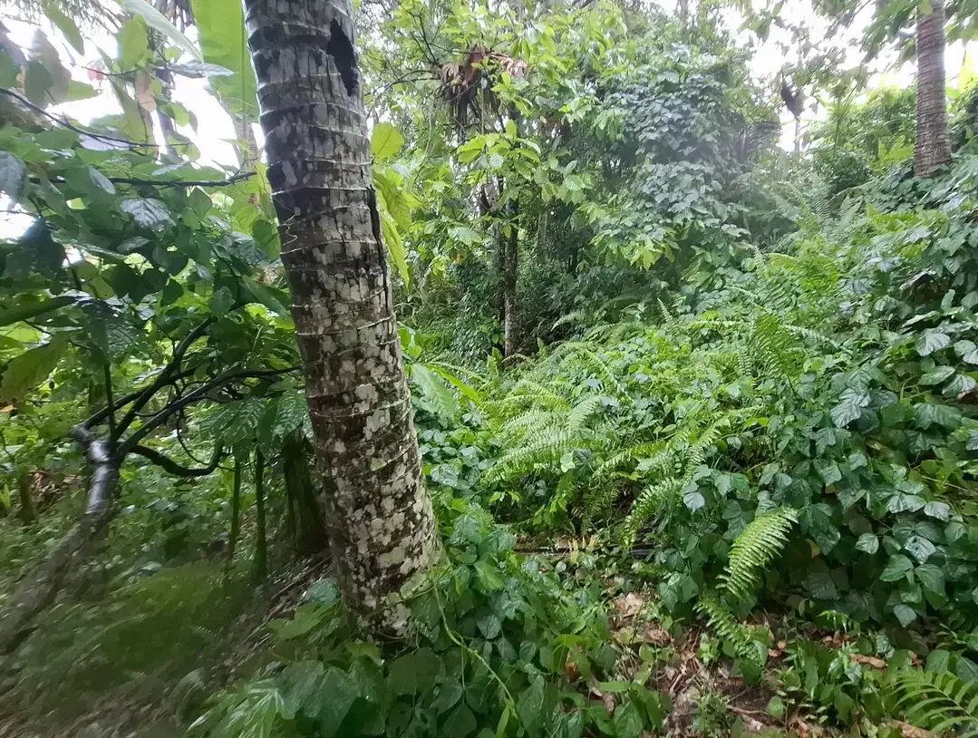 Dijual tanah dekat pantai surfing di medewi jembrana - Image 1 of 9