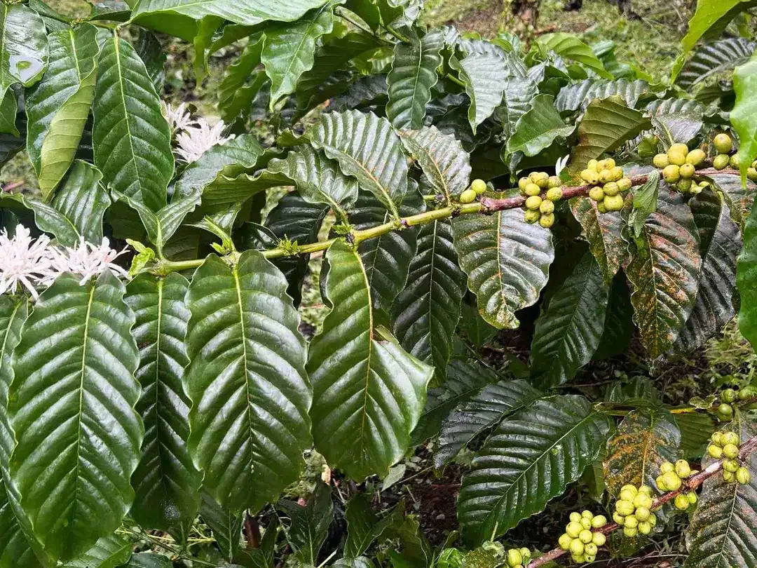 Dijual kebun kopi produktif siap panen harga murah view bagus di tabanan bali - Image 3 of 10