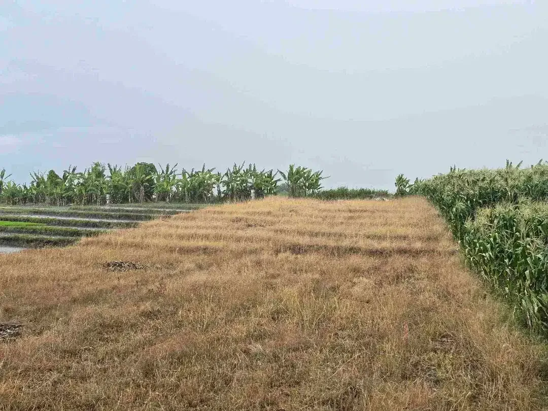 dijual tanah view laut sawah di tabanan bali - Image 2 of 10