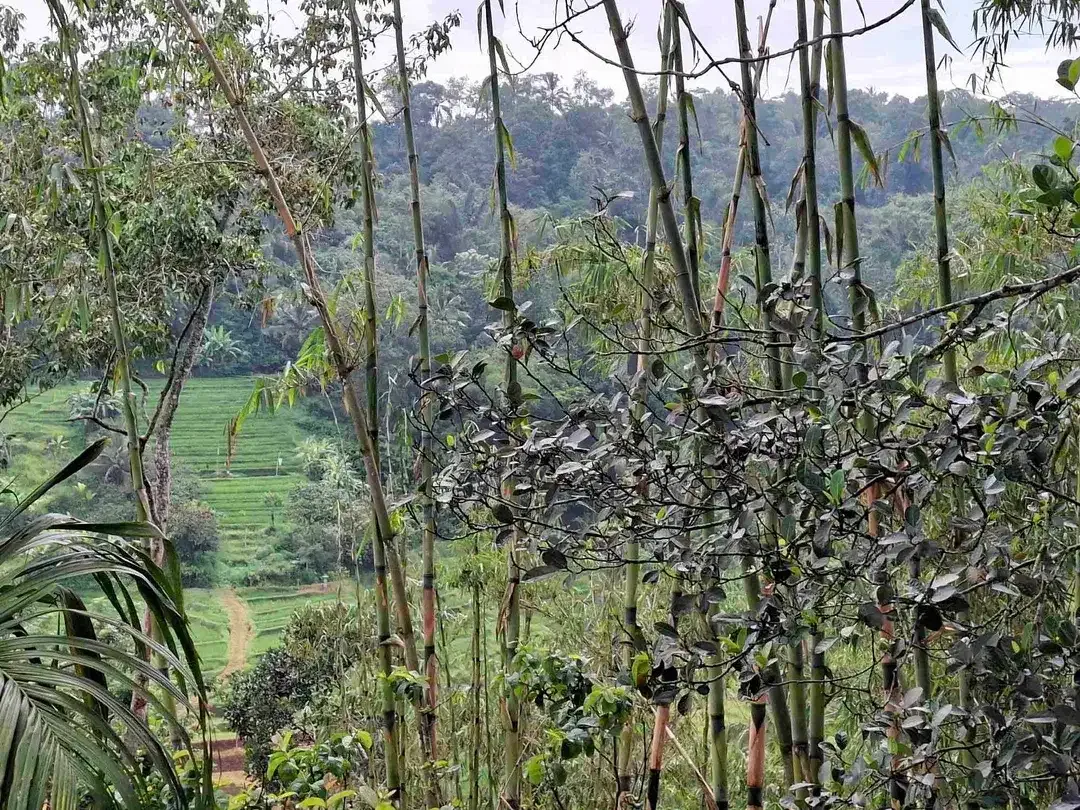 tanah view sawah dan gunung dekat wisata unesco jatiluih - Image 2 of 10