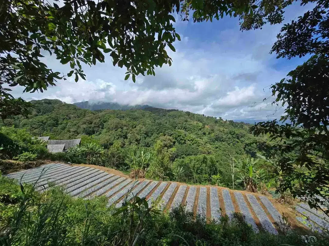 Dijual tanah view istimewa exotik lembah dan gunung di bedugul bali - Image 5 of 10