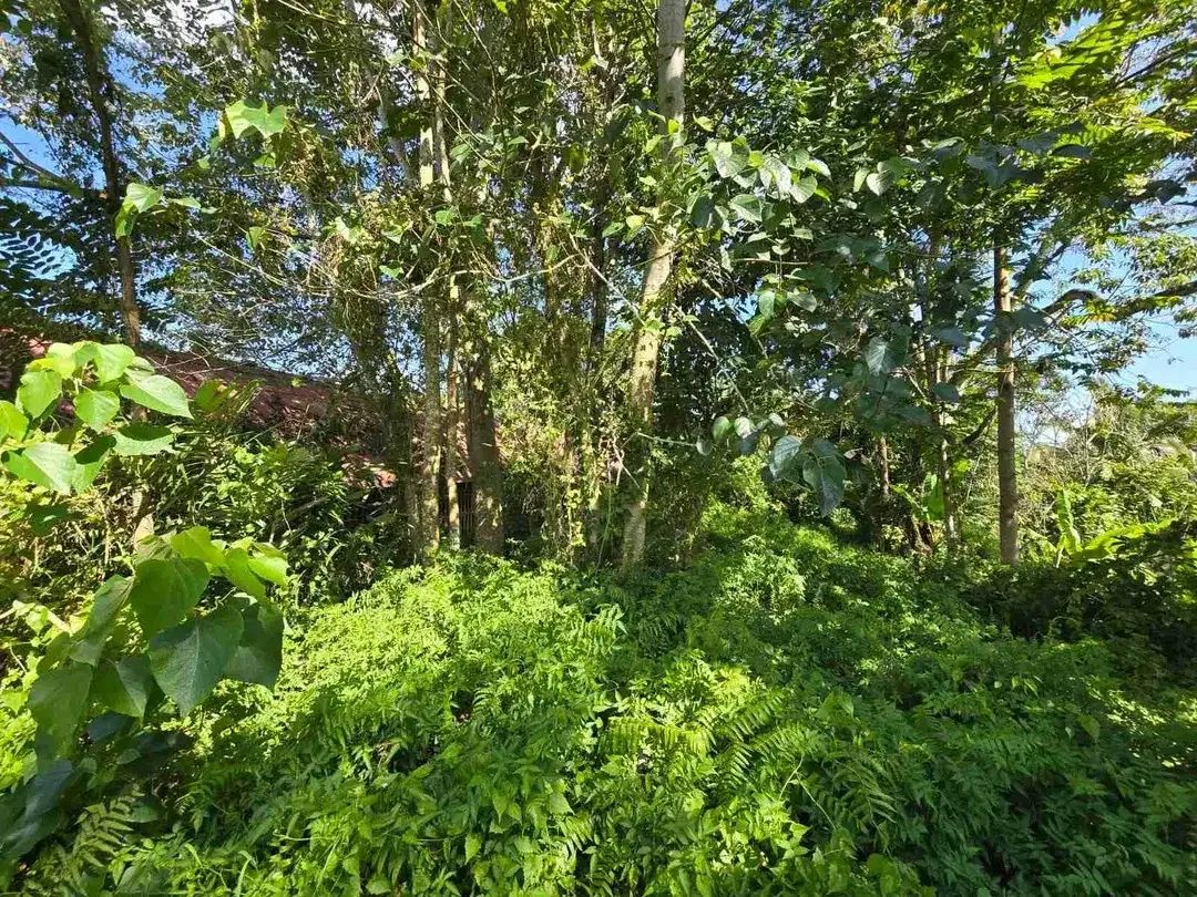 tanah luasan kecil sangat strategis di kawasan wisatasa di tabanan dengan view sawah terasering - Image 8 of 10