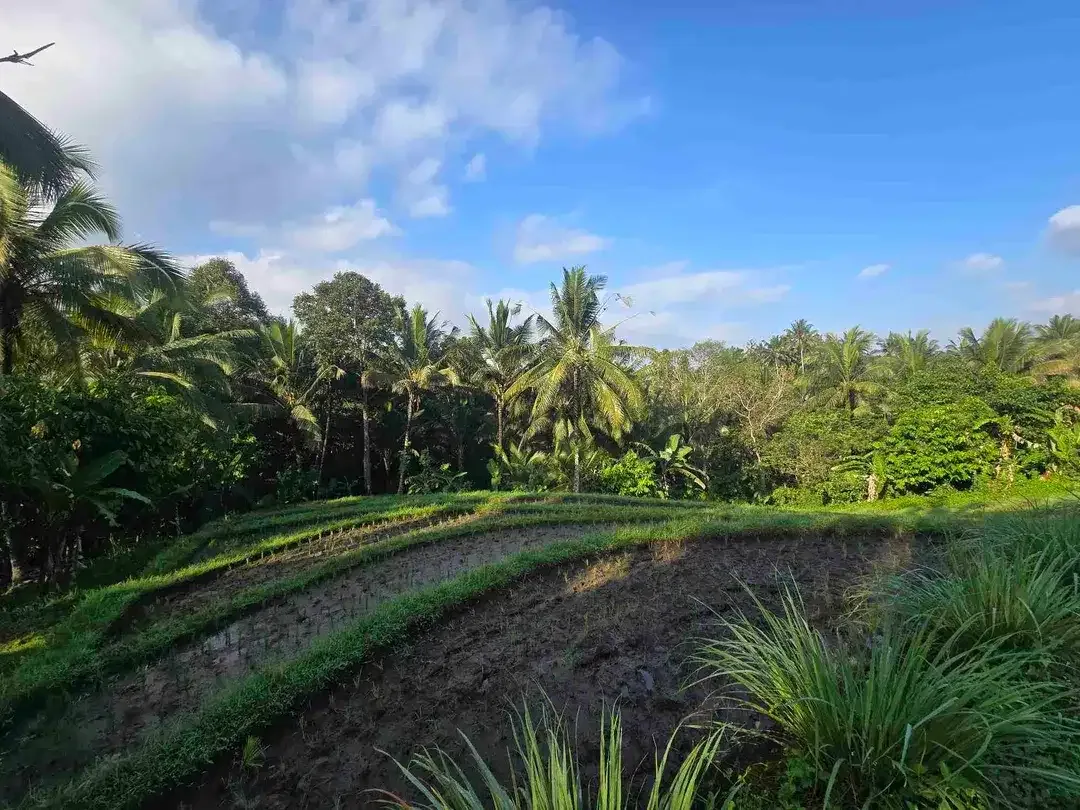 Dijual tanah kecil  sawah dan kebun di lingkungan villa tabanan bali - Image 3 of 10