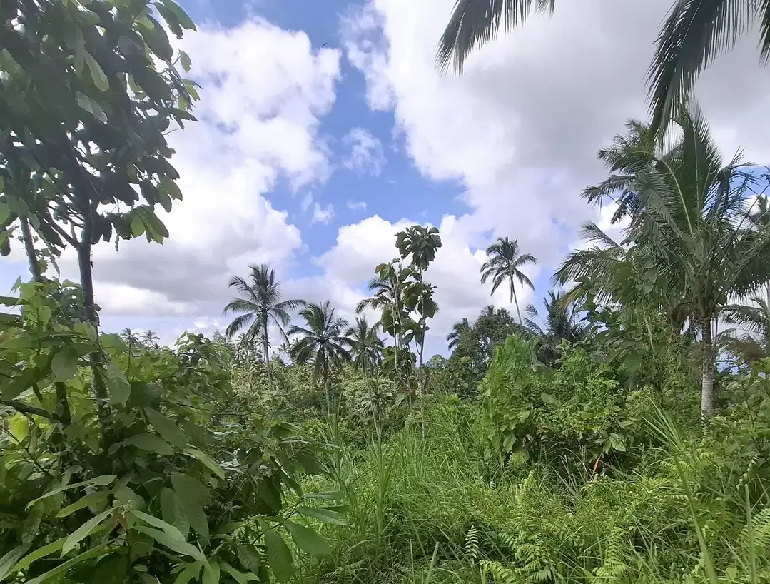 Dijual tanah murah di daerah pariwisata - Image 5 of 7