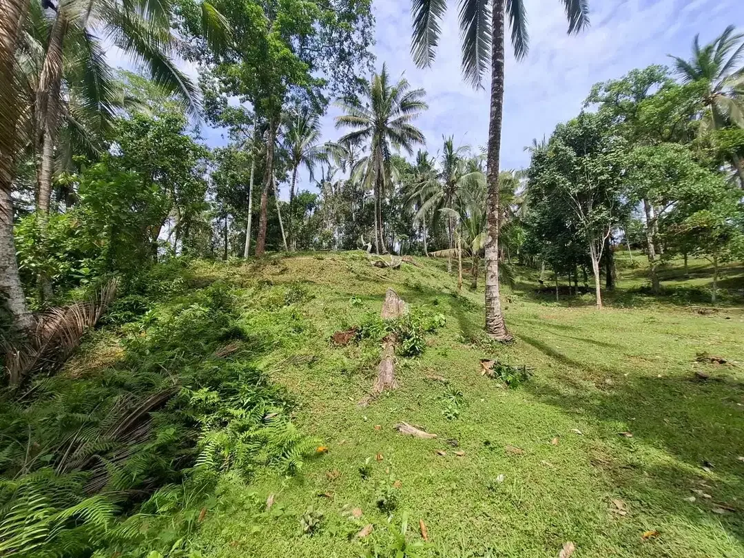 Dijual tanah kebun view sawah yang sangat exotik di tabanan bali - Image 3 of 9