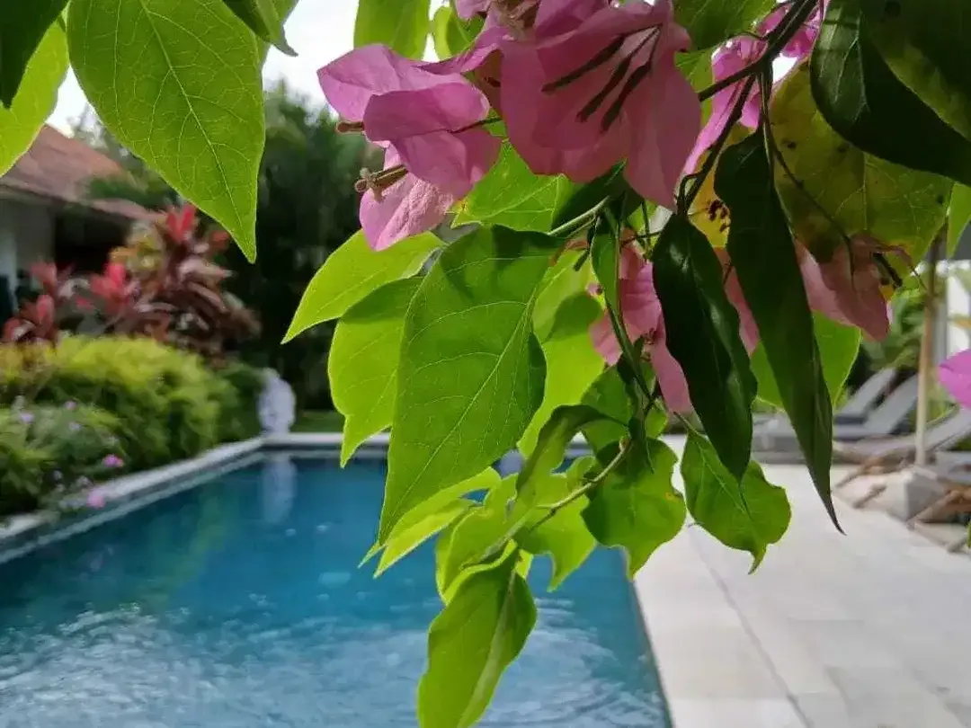 5 Bedroom Villa for sale in Ungasan, Bali - Image 6 of 10