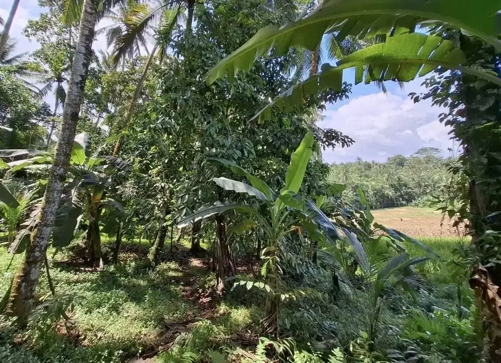 Dijual tanah kebun los sungai dan view sawah terasering - Image 6 of 9