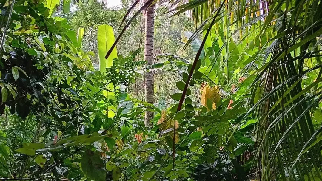 Dijual tanah kebun murah los sungai kecil - Image 7 of 7