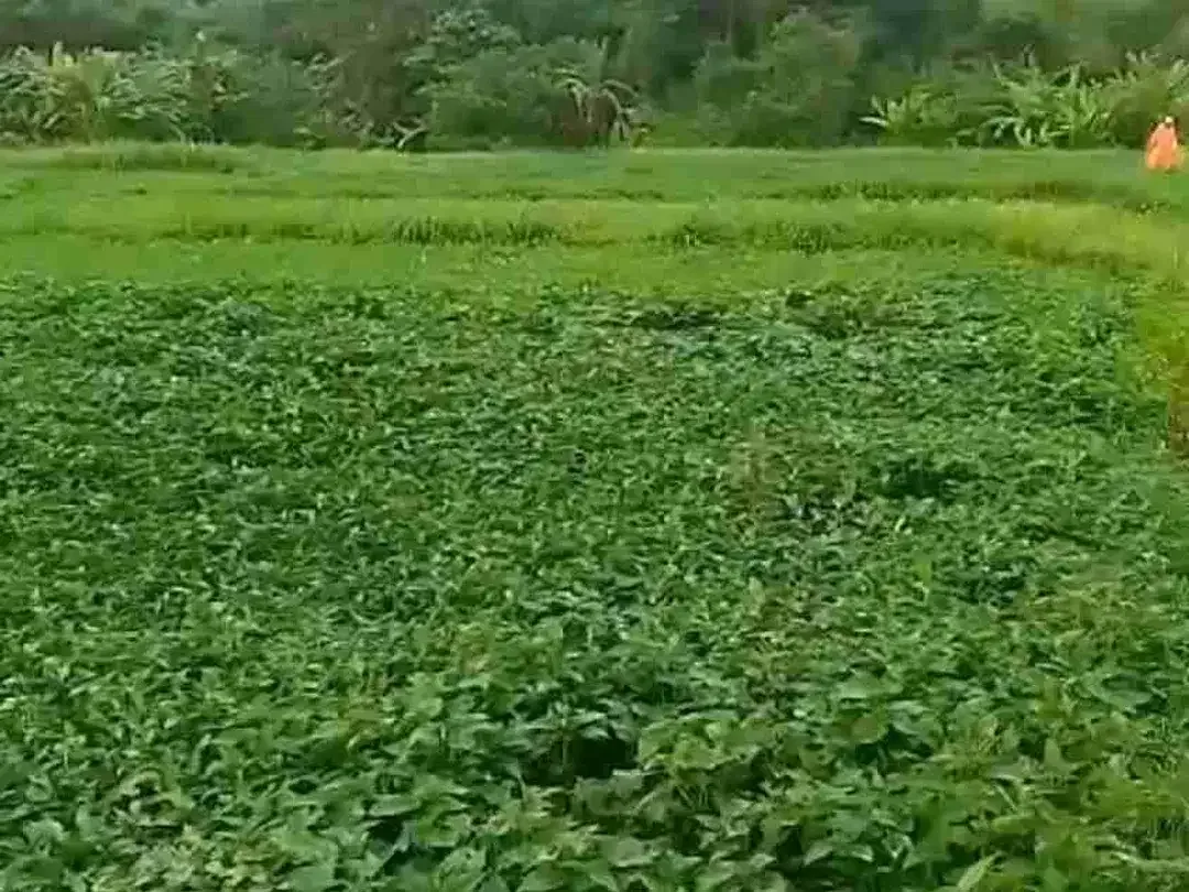 DIJUAL TANAH LUAS DI UMALAS BUMBAK KEROBOKAN KUTA BADUNG - Image 4 of 4