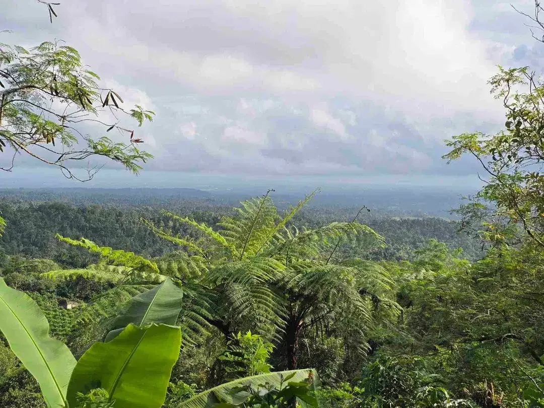Dijual tanah view lembah dan gunung di tabanan bali - Image 1 of 10