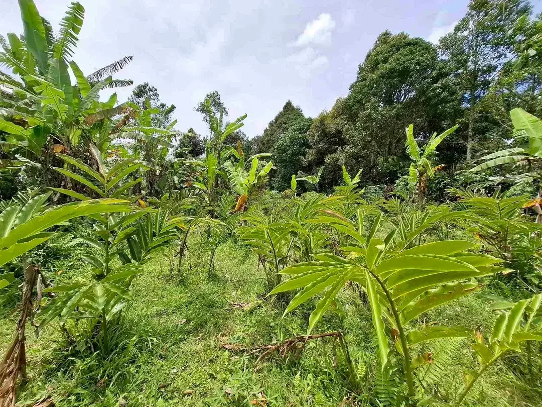 tanah luasan kecil berada di kawasan jatiluih - Image 1 of 7