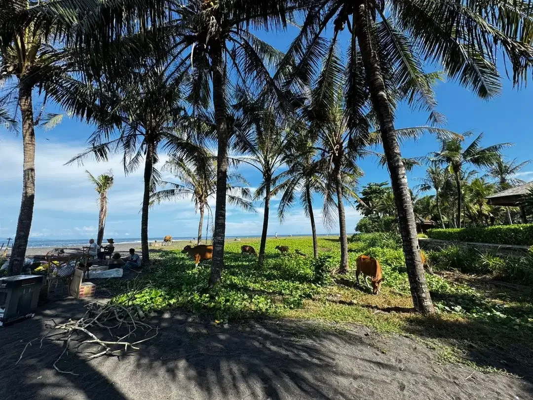 Potential tourism market leasehold lands Saba Beach - Image 2 of 10