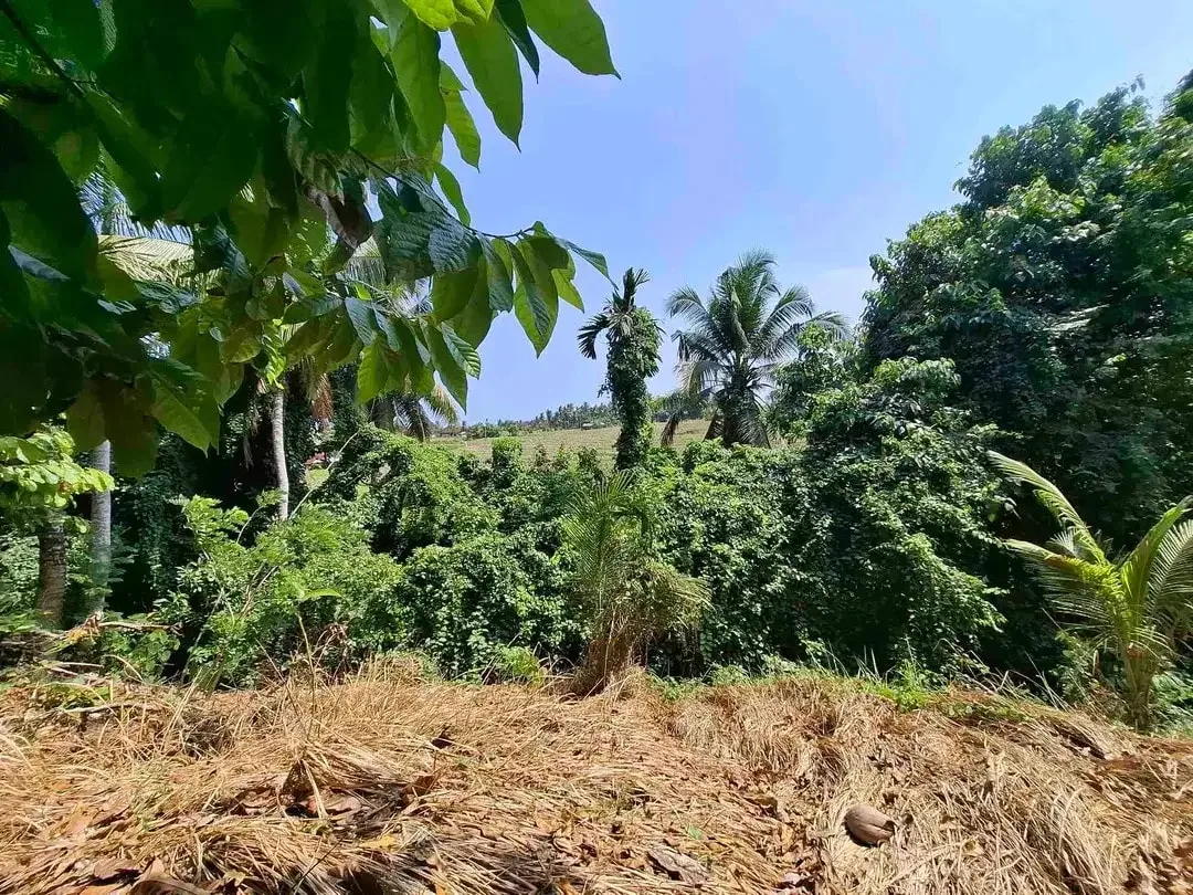 dijual tanah strategis dekat pantai wisata di tabanan dengan view sawah dab los sungai kecil berbatu - Image 2 of 10
