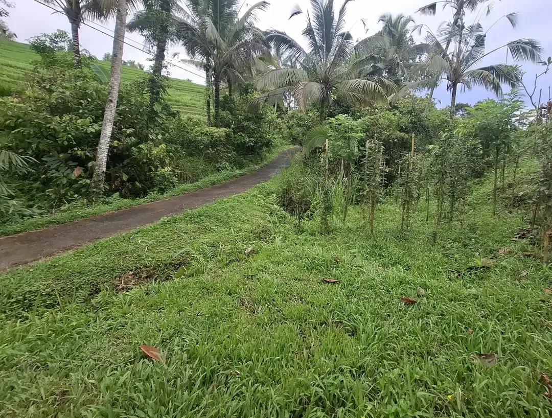 Dijual tanah sawah murah di selemadeg tabanan - Image 7 of 9