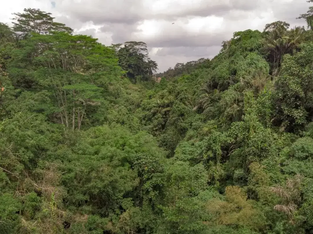12,619 sq m of Freehold Land with Stunning River and Valley Views Located 7 Minutes from Ubud Palace - Image 3 of 6