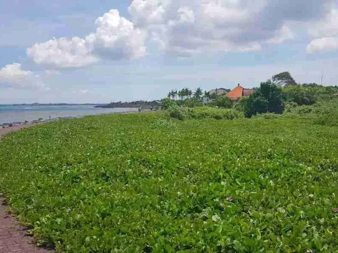 dijual tanah 1975 m² IDR 650 juta per are los pantai pabean Gianyar  Bali - Image 1 of 6