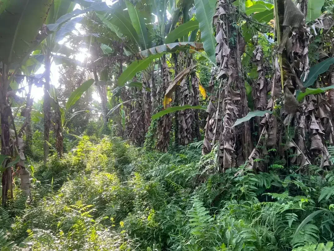 TANAH DIJUAL DI SAKAH, SUKAWATI, GIANYAR – KAWASAN VILLA | SHM | BISA PER 5 ARE - Image 3 of 6