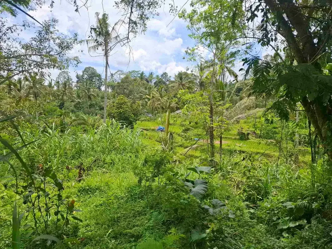 tanah view sawah dan gunung akses jalan aspal didaerah wisata angsri - Image 3 of 10