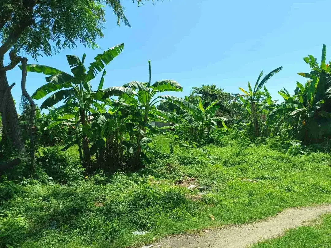 dijual tanah 2840m² IDR 650 juta per are di tanjung nusa dua badung bali - Image 1 of 10