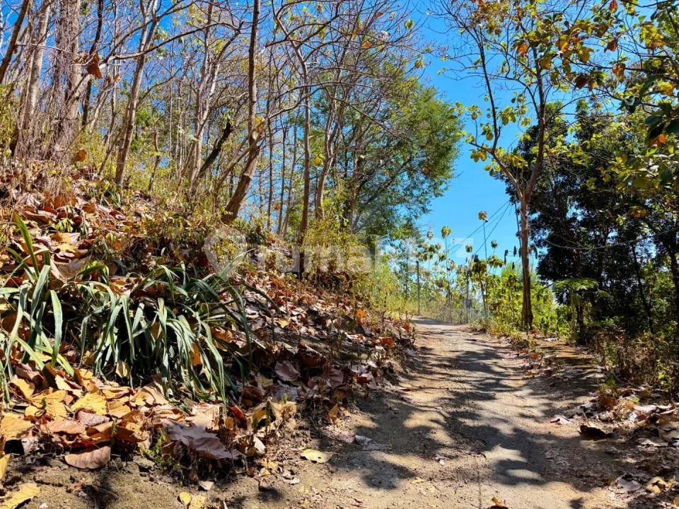 Tanah 50 Are Dijual di Anturan - Bali Utara - Image 2 of 4