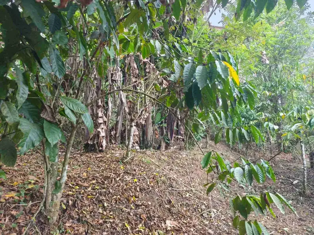 Tanah 4.550m² Full View Jungle di Pupuan Tabanan - Image 3 of 10