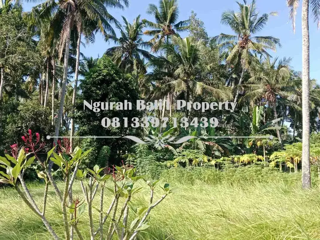 Cantik Land For Sale Murah Luas 500 m2 Kawasan Villa di Lodtunduh Ubud - Image 5 of 5