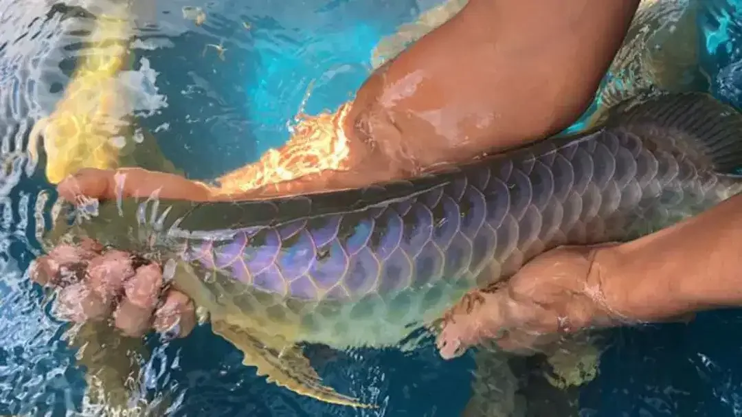 Arwana/ Arowana Crossback Blue Base 50CM (INDUKAN) - Image 1 of 7