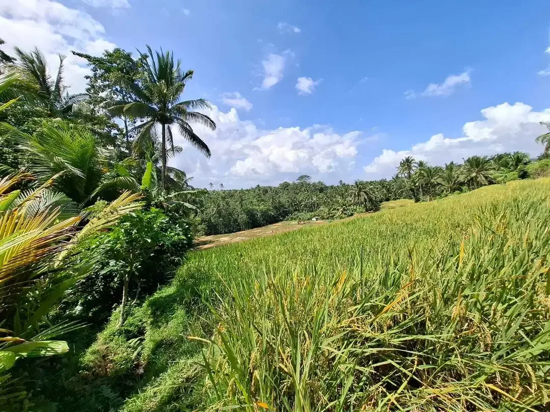 Dijual tanah cantik los sungai dan view sawah di tabanan bali - Image 5 of 10