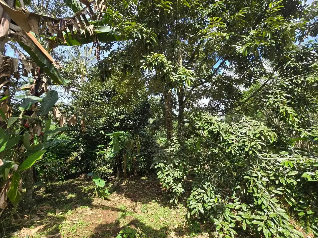 Dijual tanah kebun kopi view sawah dan lembah di tabanan bali - Image 7 of 10