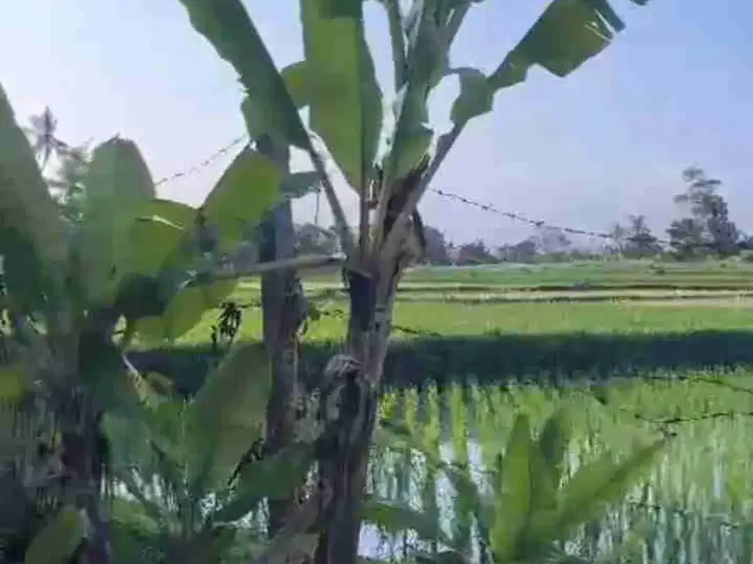 Tanah View Sawah Eksklusif Dekat Pantai Kedungu - Image 5 of 7