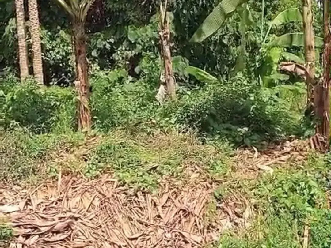 DIJUAL TANAH ZONA KUNING LOKASI TUMBAK BAYUH UTARA - Image 5 of 5