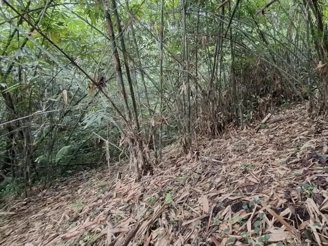 tanah kebun produktif di kelilingi sungai kecil - Image 7 of 9