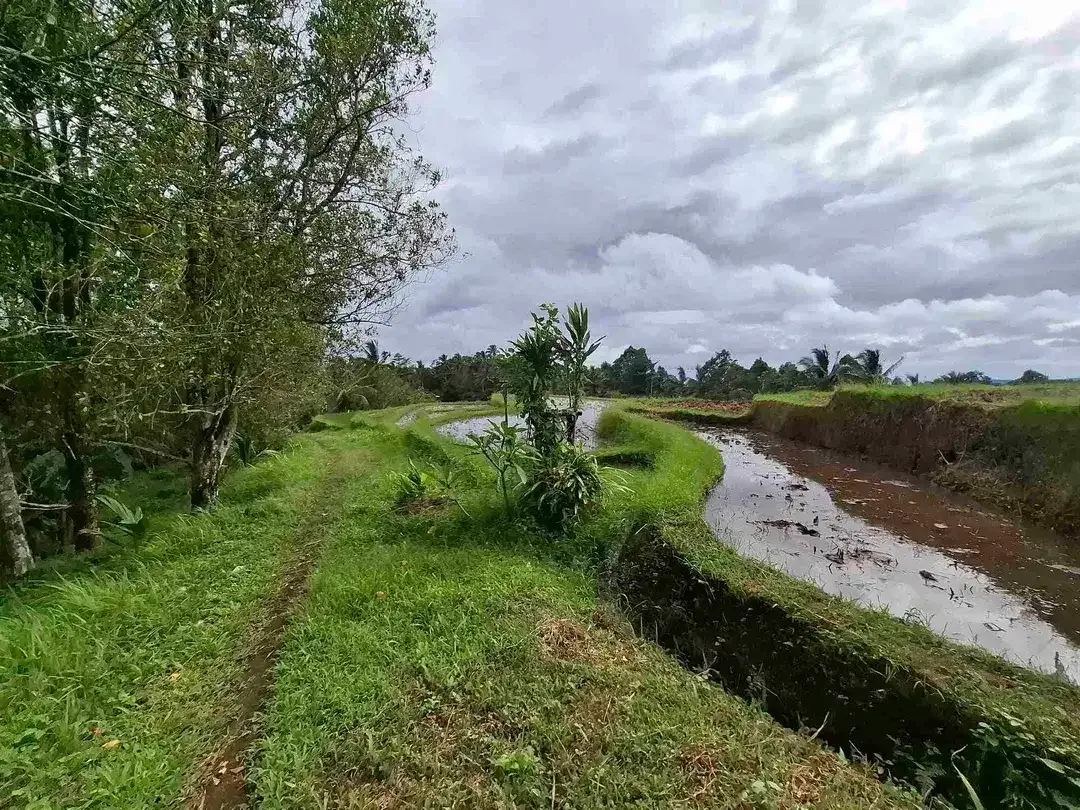 tanah kebun murah view sawah berada di kecamatan selemadeg tengah - Image 4 of 10