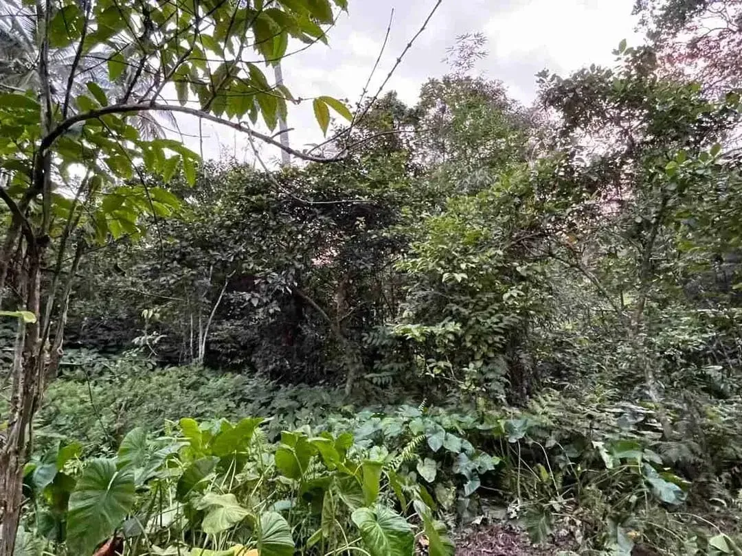 jual tanah kebun Los sungai, view sawah cantik dan sunset yang indah di tabanan bali. - Image 4 of 10