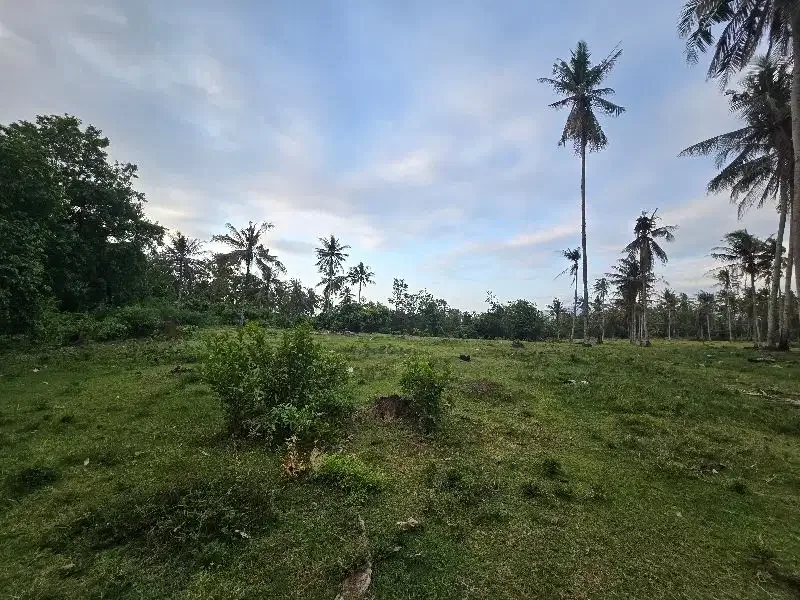 DI jual tanah datar  pruntukan industri di jembrana bali - Image 5 of 8