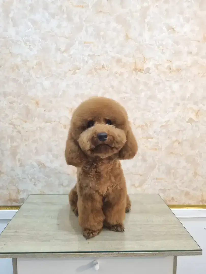 Grooming anjing profesional - Image 2 of 10