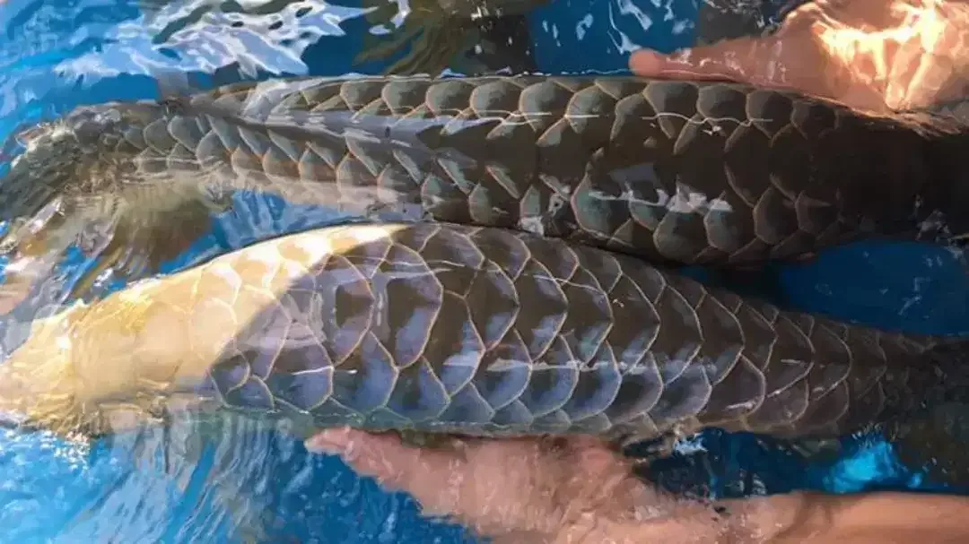 Arwana/ Arowana Crossback Blue Base 50CM (INDUKAN) - Image 7 of 7